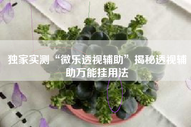 独家实测“微乐透视辅助”揭秘透视辅助万能挂用法